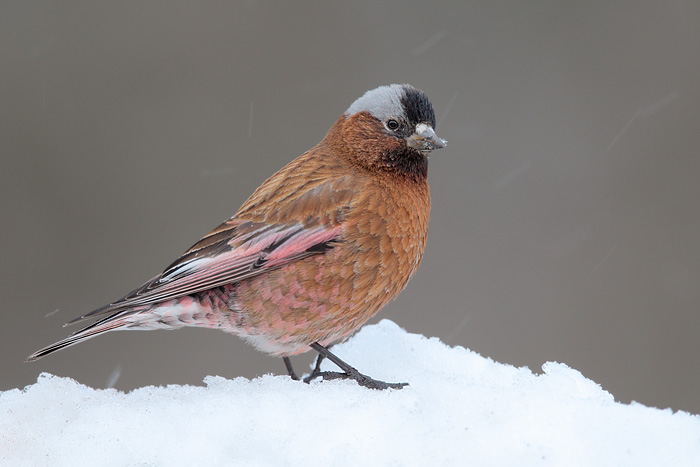 Gray-crowned Rosy-Finch (Interior Race)