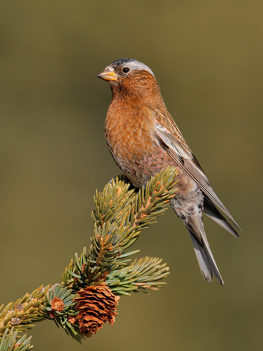 Gray-crowned Rosy-Finch (Interior Race)