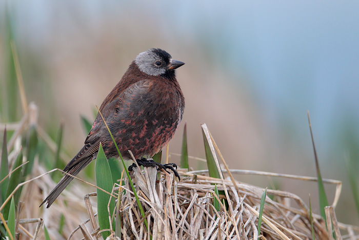 Gray-crowned Rosy-Finch (Pribilof Islands Race)