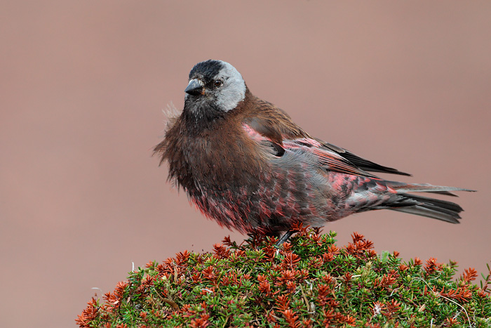 Gray-crowned Rosy-Finch (Pribilof Islands Race)