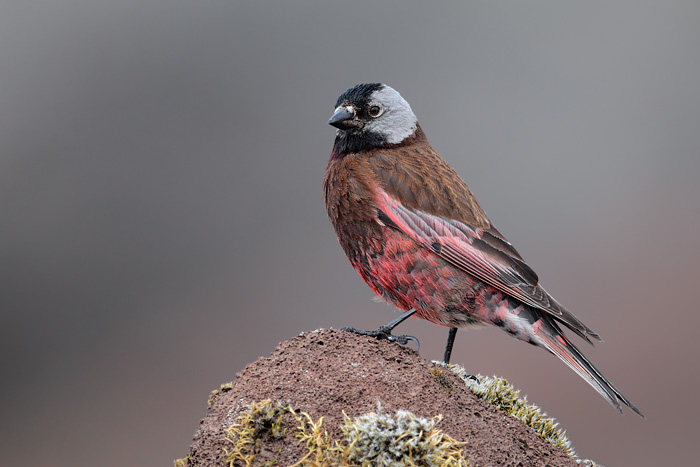 Gray-crowned Rosy-Finch