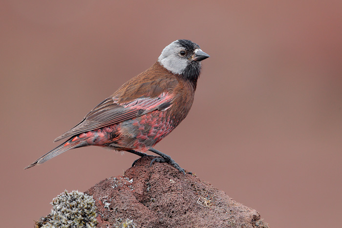 Gray-crowned Rosy-Finch (Pribilof Islands Race)