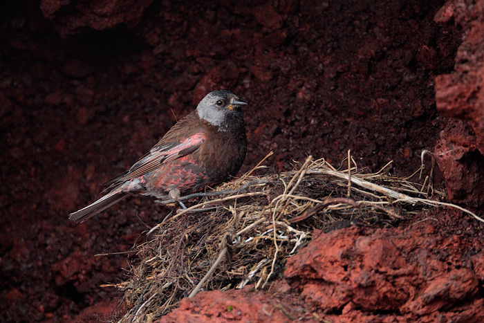 Gray-crowned Rosy-Finch (Pribilof Islands Race)