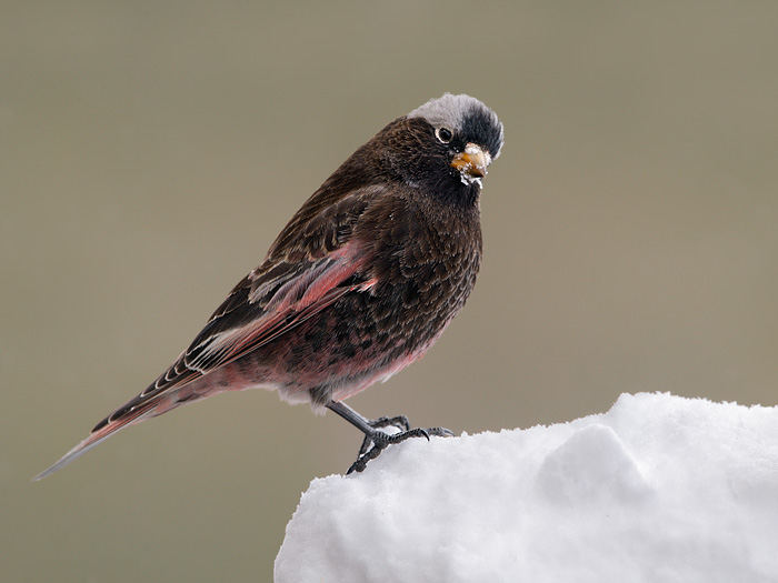 Black Rosy-Finch