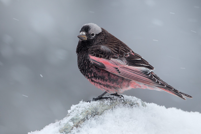 Black Rosy-Finch