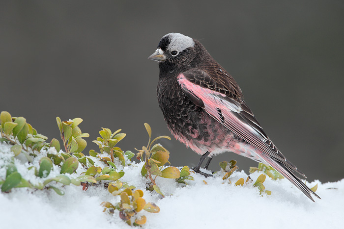 Black Rosy-Finch