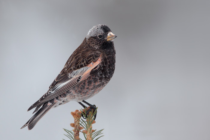 Black Rosy-Finch