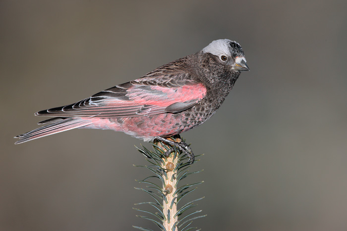 Black Rosy-Finch