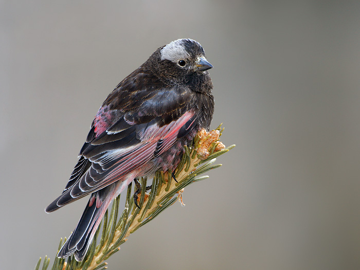 Black Rosy-Finch