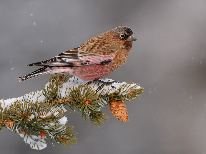 Brown-capped Rosy-Finch