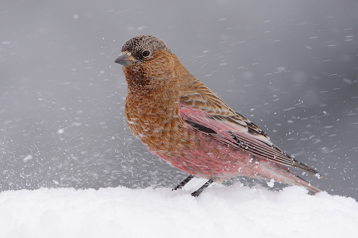 Brown-capped Rosy-Finch