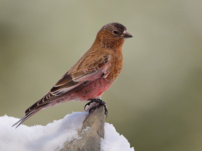 Brown-capped Rosy-Finch