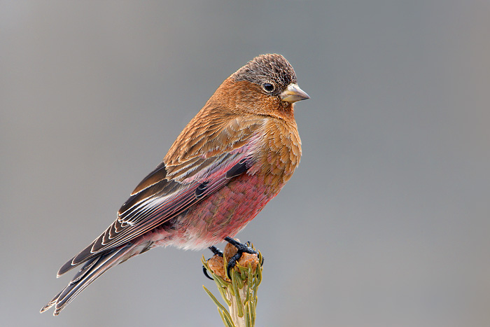 Brown-capped Rosy-Finch