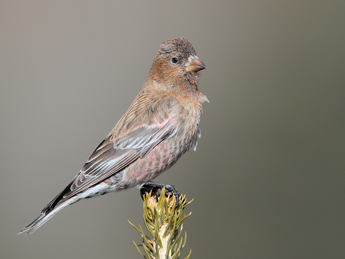 Brown-capped Rosy-Finch