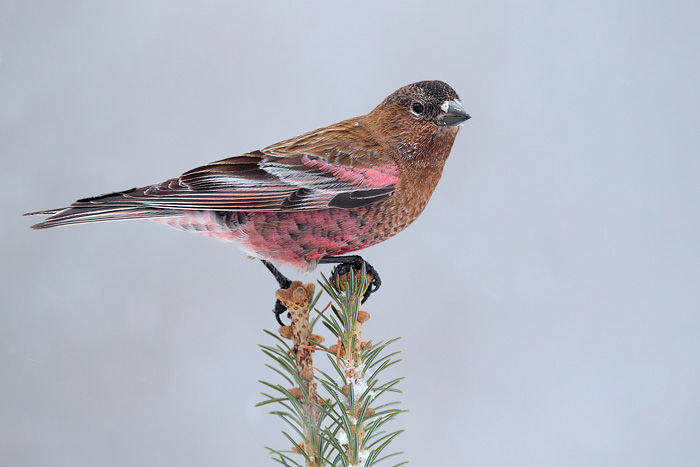 Brown-capped Rosy-Finch