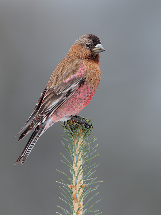 Brown-capped Rosy-Finch