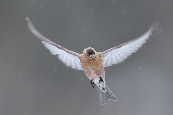 Brown-capped Rosy-Finch