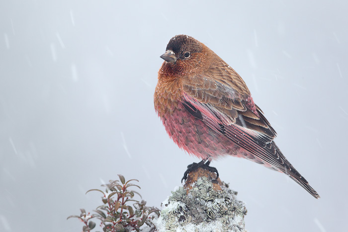 Brown-capped Rosy-Finch