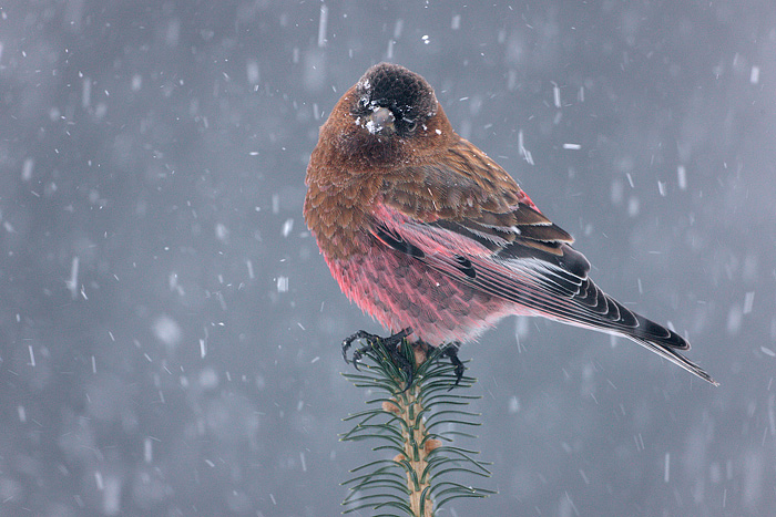 Brown-capped Rosy-Finch