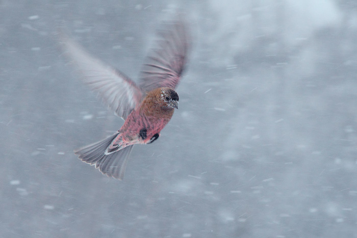 Brown-capped Rosy-Finch