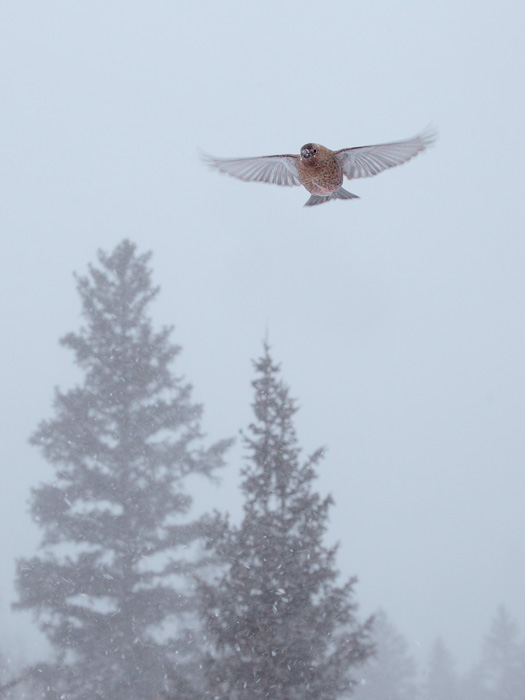 Brown-capped Rosy-Finch