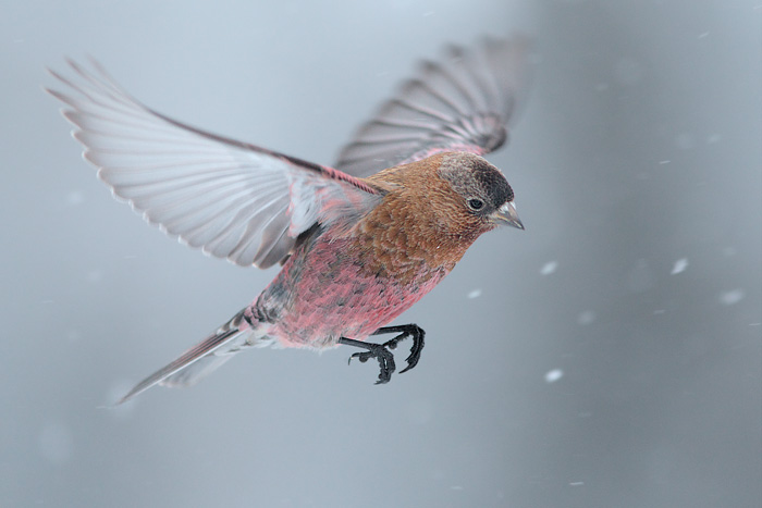 Brown-capped Rosy-Finch