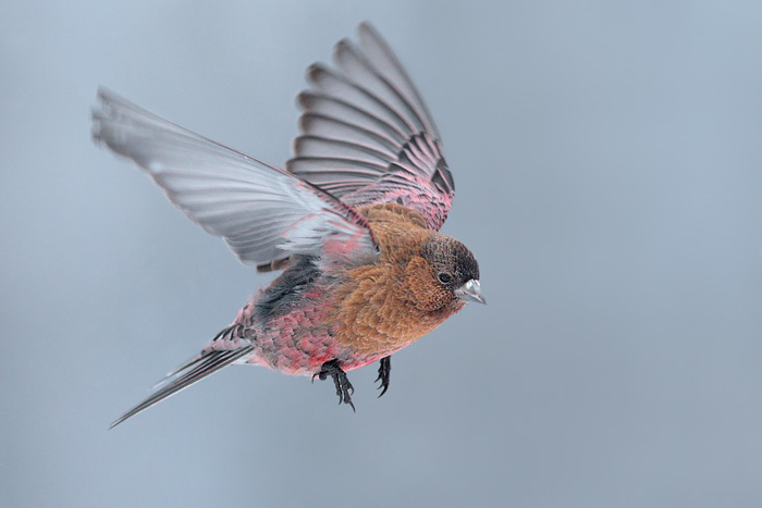 Brown-capped Rosy-Finch