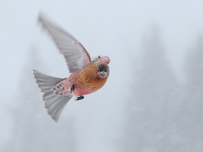 Brown-capped Rosy-Finch