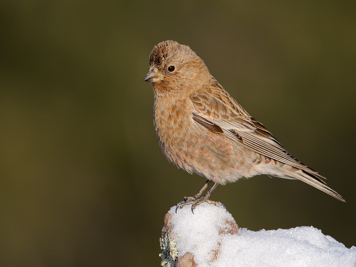 Brown-capped Rosy-Finch