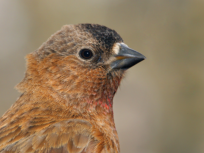 Brown-capped Rosy-Finch