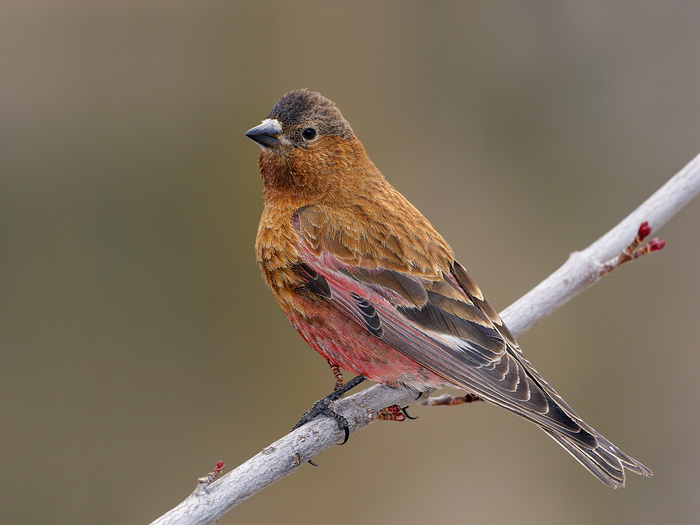 Brown-capped Rosy-Finch