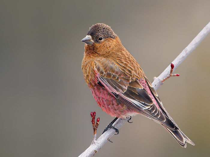 Brown-capped Rosy-Finch