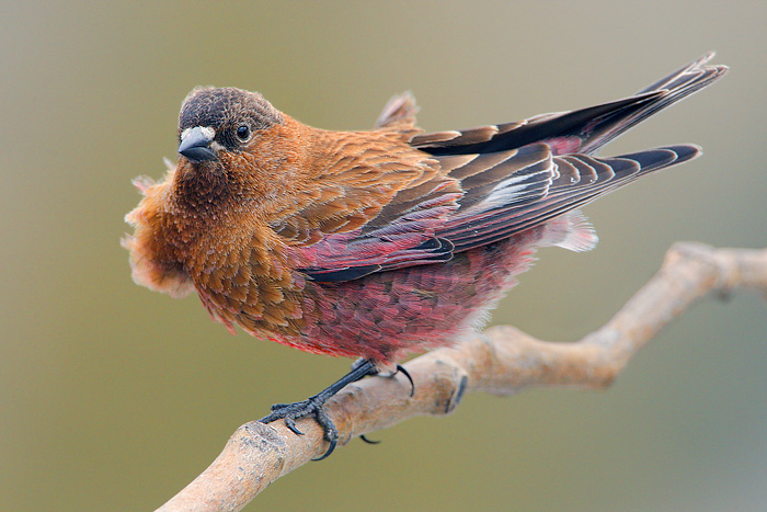 Brown-capped Rosy-Finch