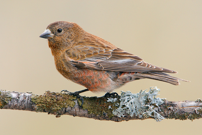 Brown-capped Rosy-Finch