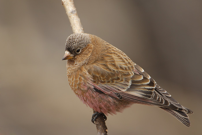 Brown-capped Rosy-Finch