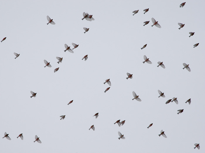 Rosy-Finches