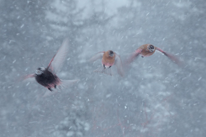 Brown-capped and Black Rosy-Finches