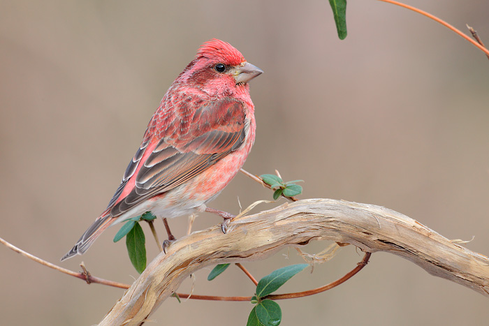 Purple Finch