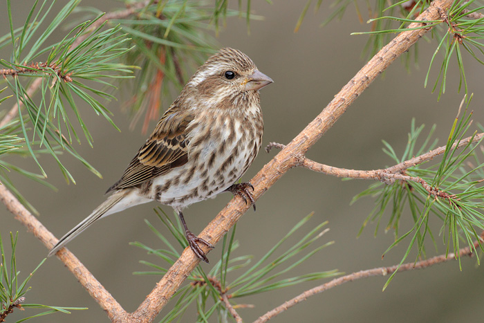 Purple Finch