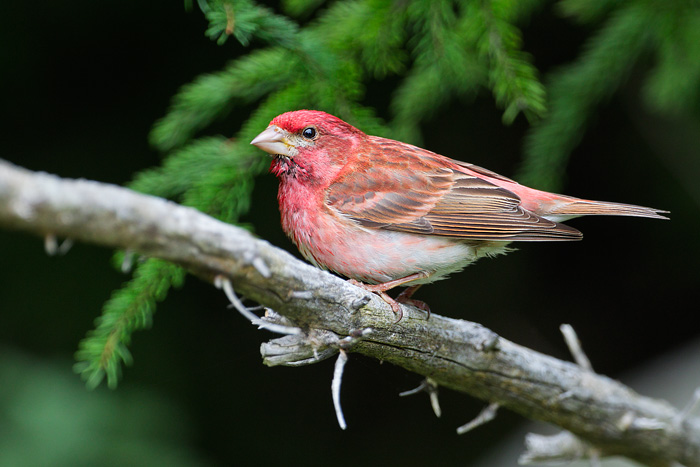 Purple Finch