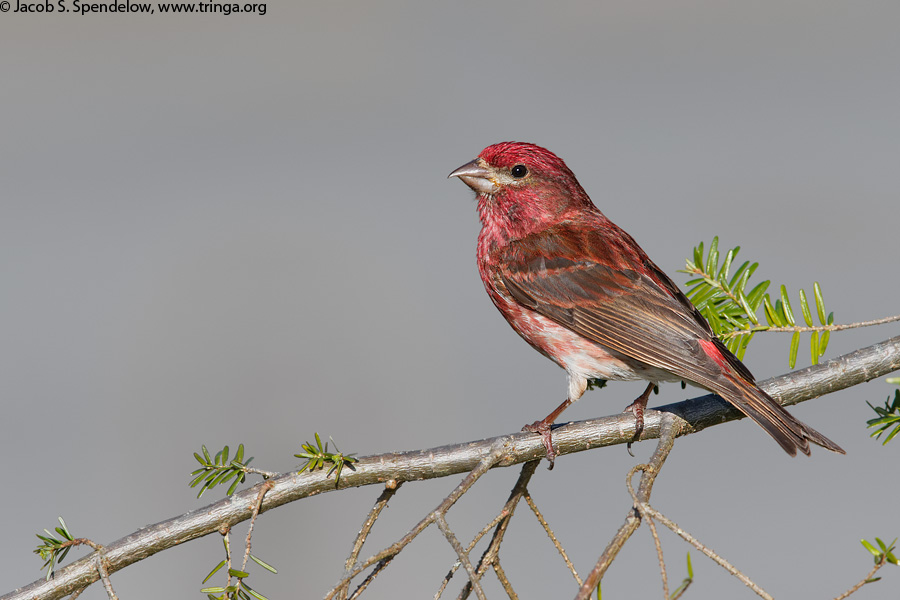 Purple Finch