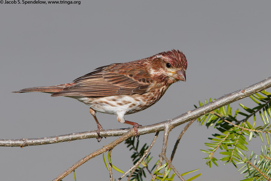 Purple Finch