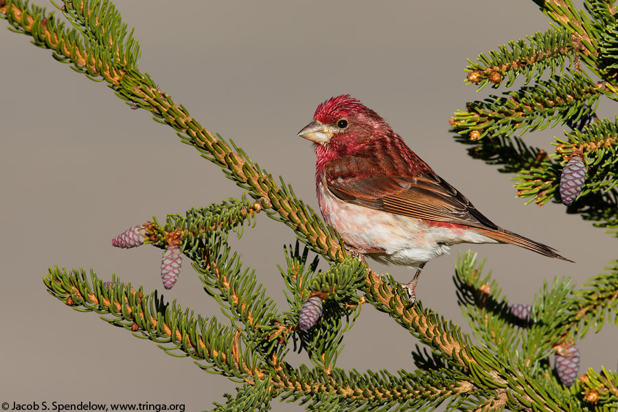 Purple Finch