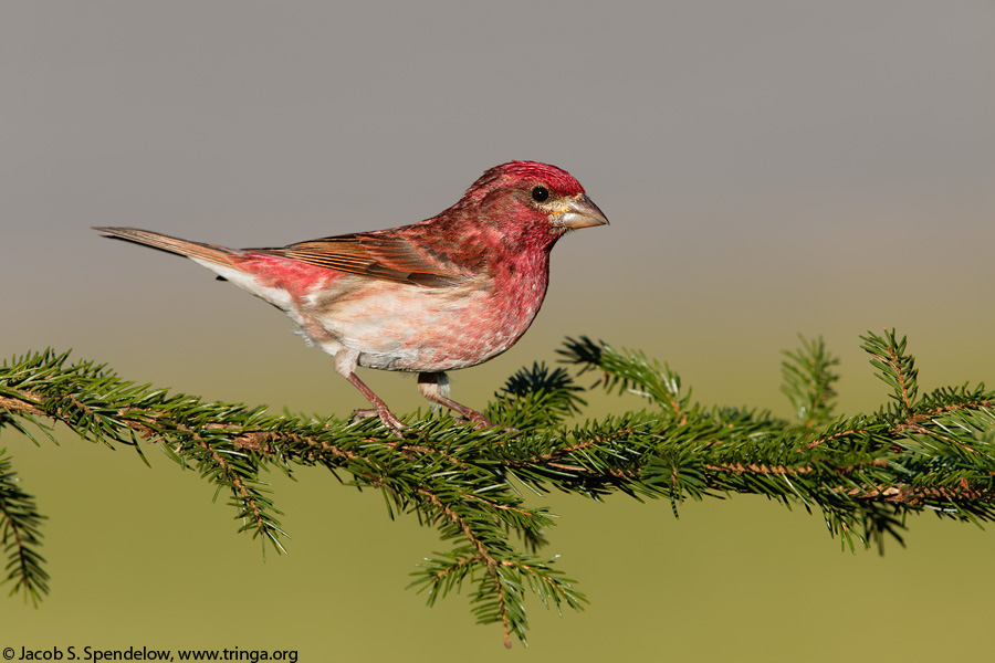 Purple Finch