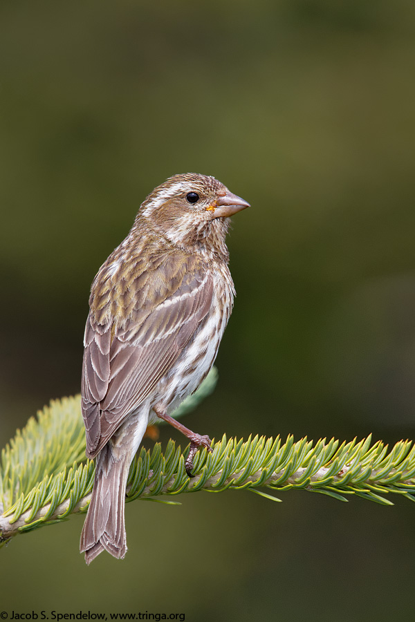 Purple Finch