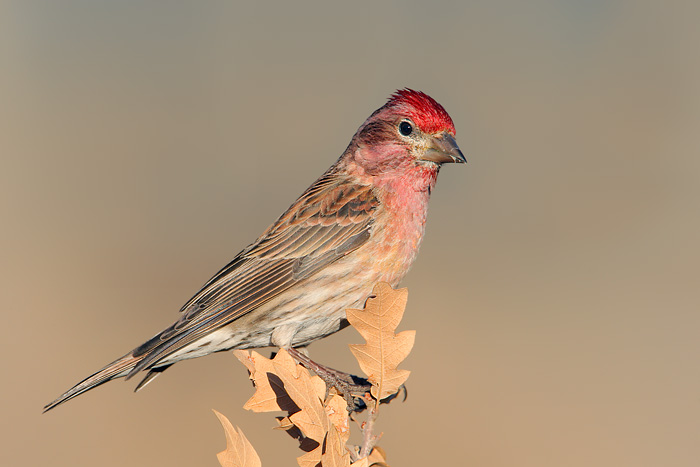 Cassin's Finch