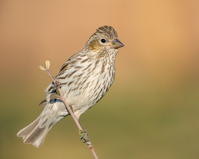 Cassin's Finch