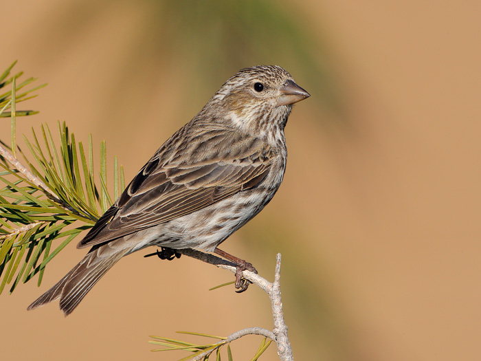 Cassin's Finch