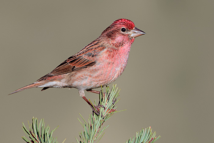 Cassin's Finch