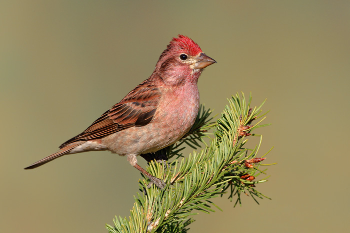 Cassin's Finch